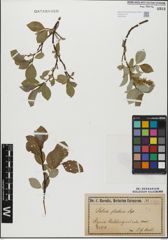 Foto von Salix glabra Scop.